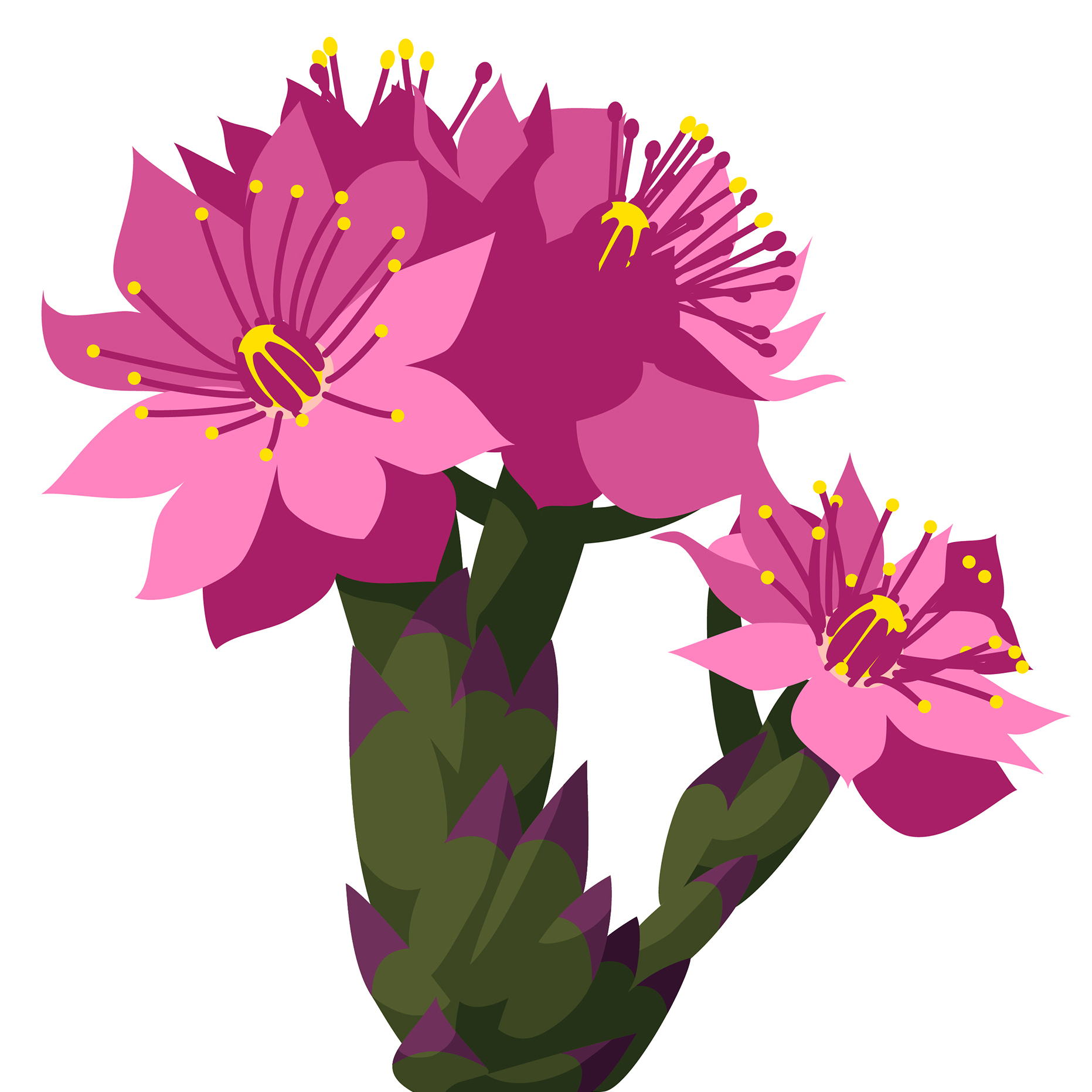 Illustrator